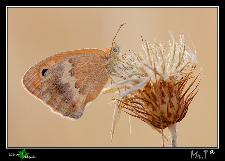 Coenonympha pamphilus? confermate?